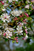 pomme 1 liste
